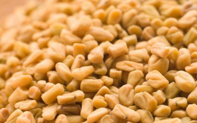 Fenugreek