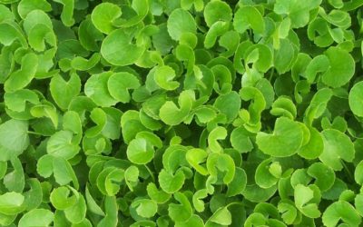 Gotu Kola