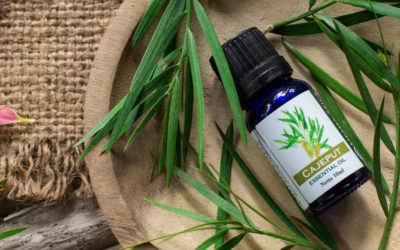 What Is Cajeput Essential Oil?