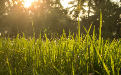 Bali Businesses Bringing Value To Local Families