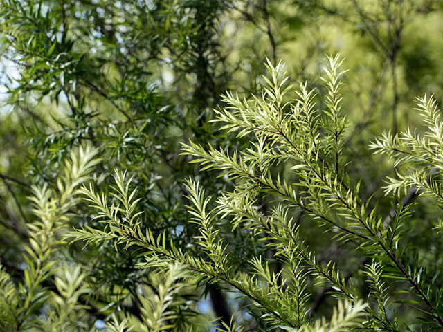 rosemary aromatherapy raw ingredients