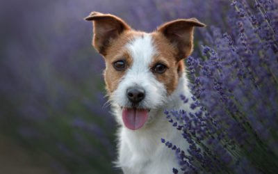 Adding Aromatherapy for Dogs to Your Business