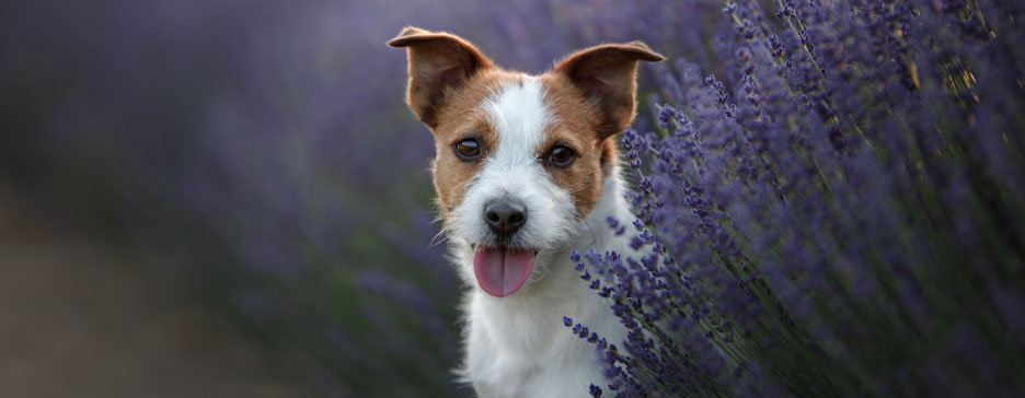 Adding Aromatherapy for Dogs to Your Business