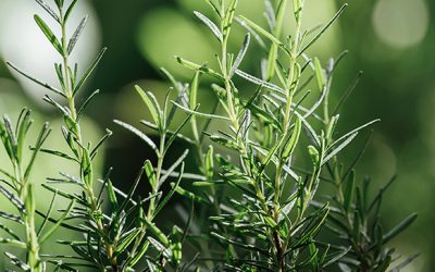 Essential Oil Diffuser Benefits: Rosemary Essential Oil