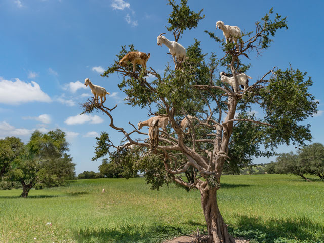 utama spice best argan oil skincare acne pimple treatment