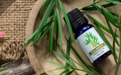 Cajeput Essential Oil