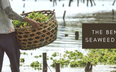 The Benefits Of Seaweed Farming