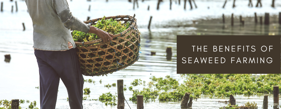 The Benefits Of Seaweed Farming