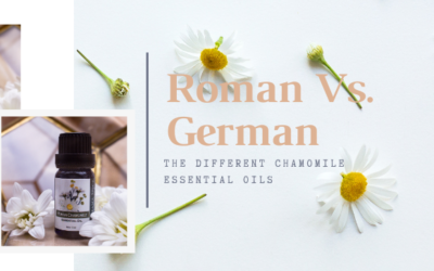 Roman Vs. German: The Different Chamomile Essential Oils